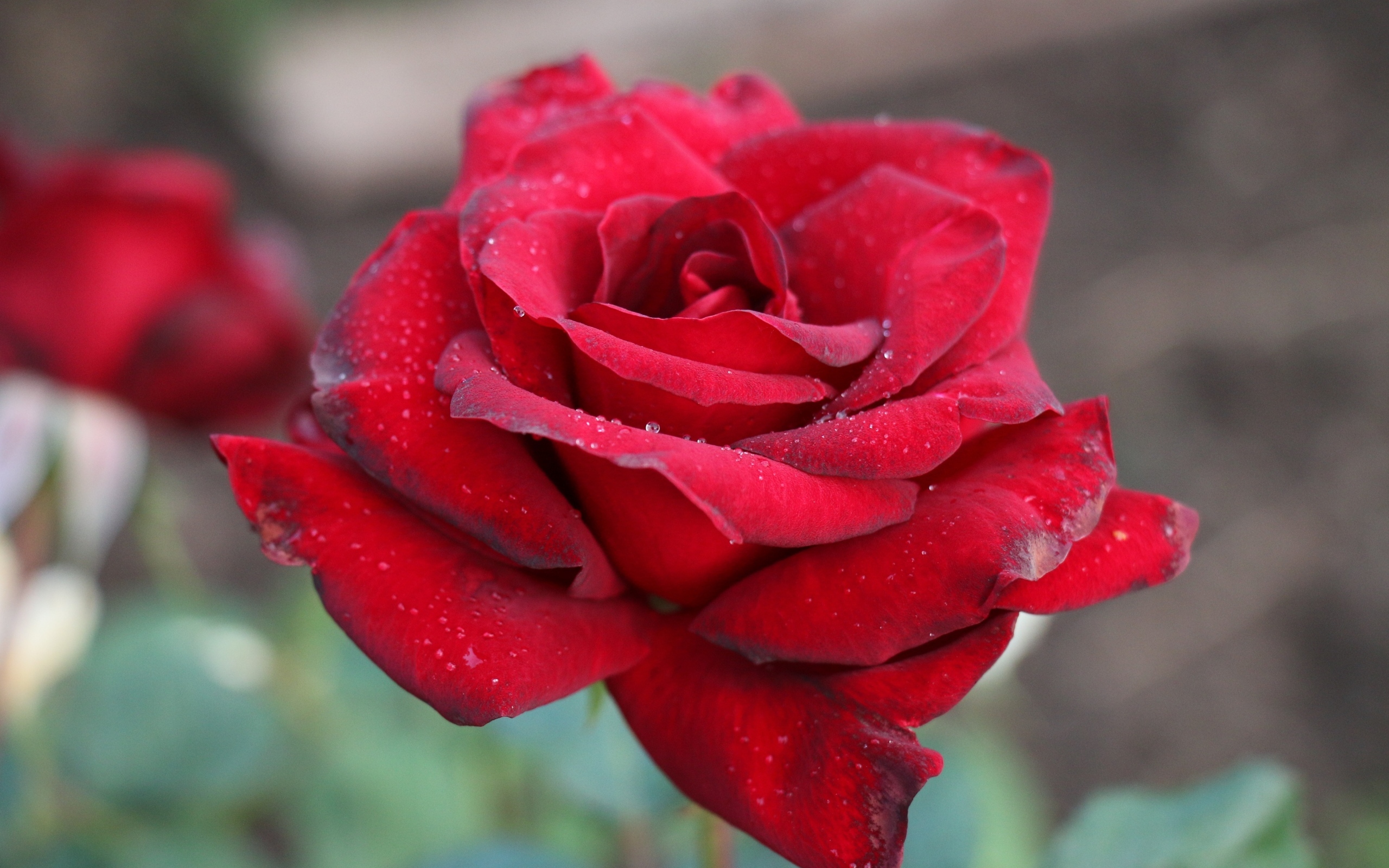 Бордовая чайная роза крупным планом