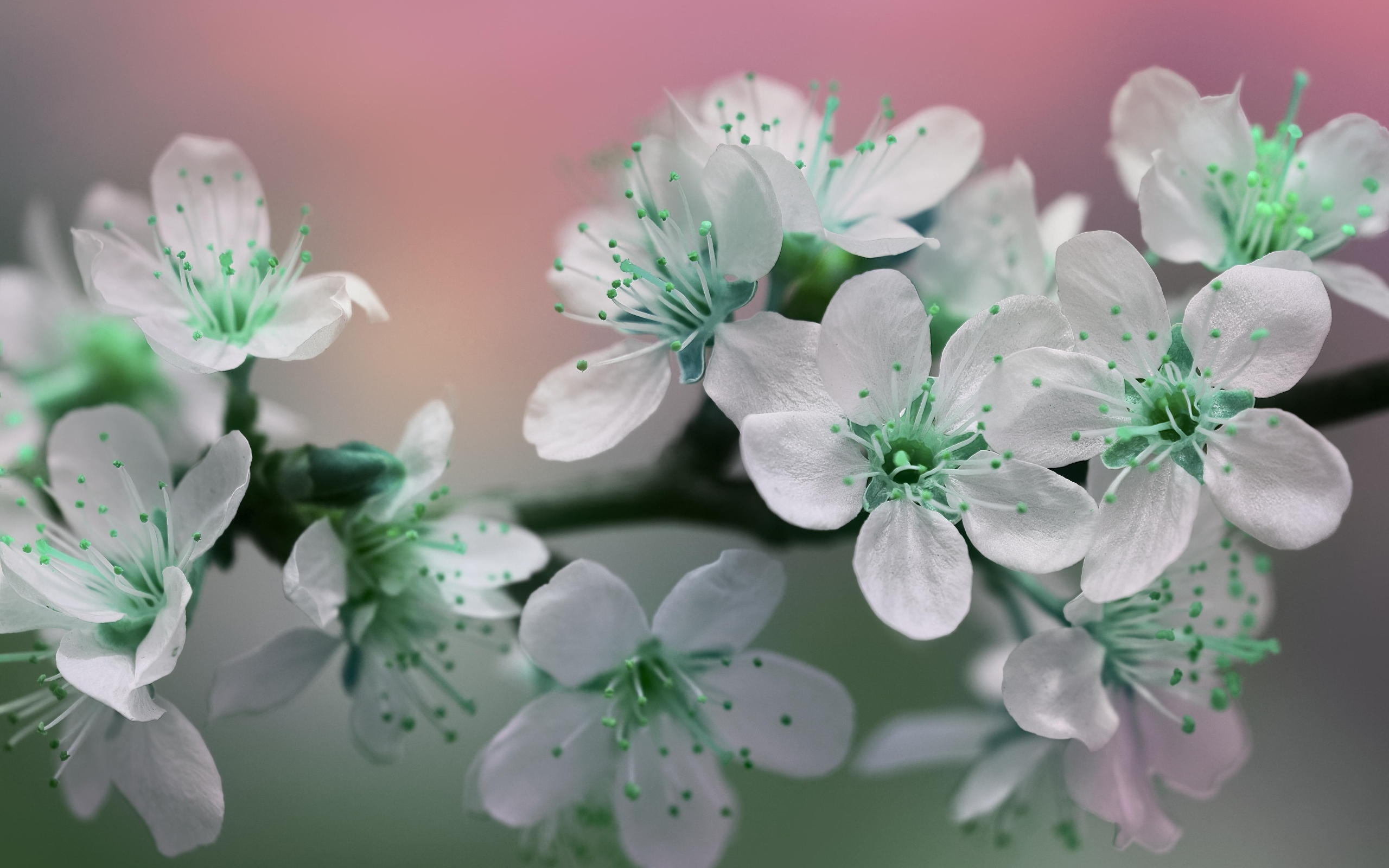 Цветы вишни с белыми лепестками на ветке дерева