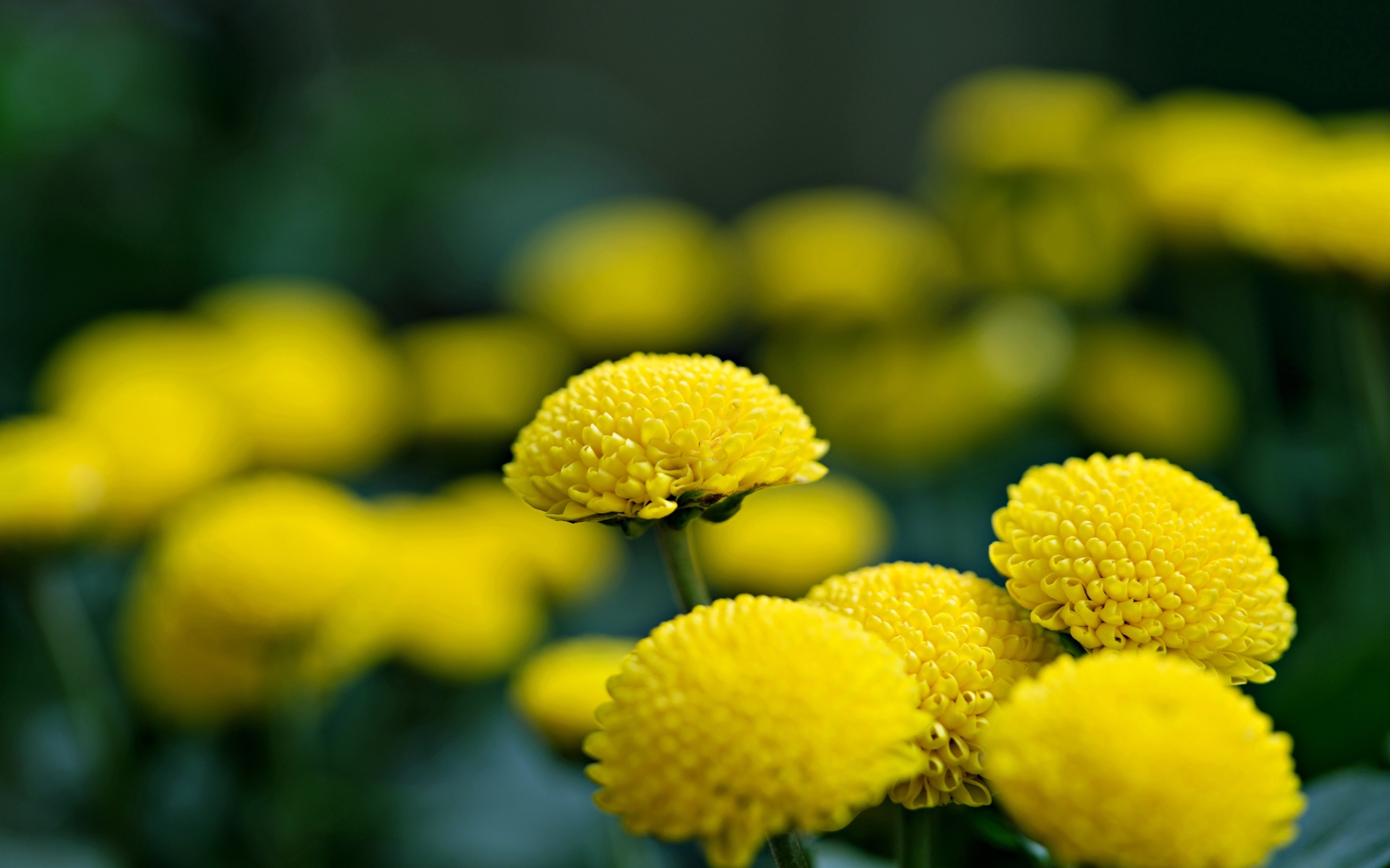 Нежные желтые хризантемы крупным планом