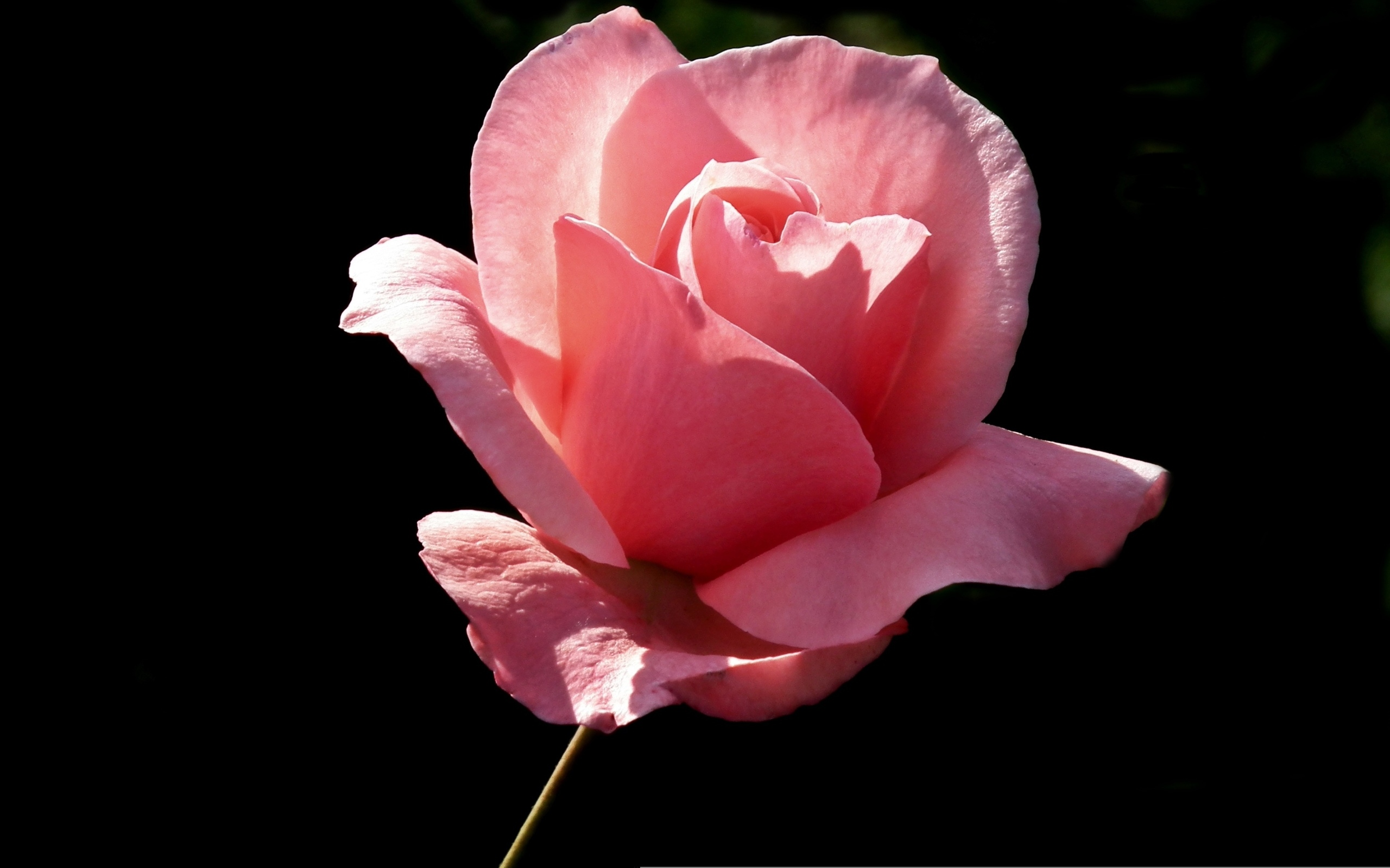 Ароматная красивая розовая роза на черном фоне