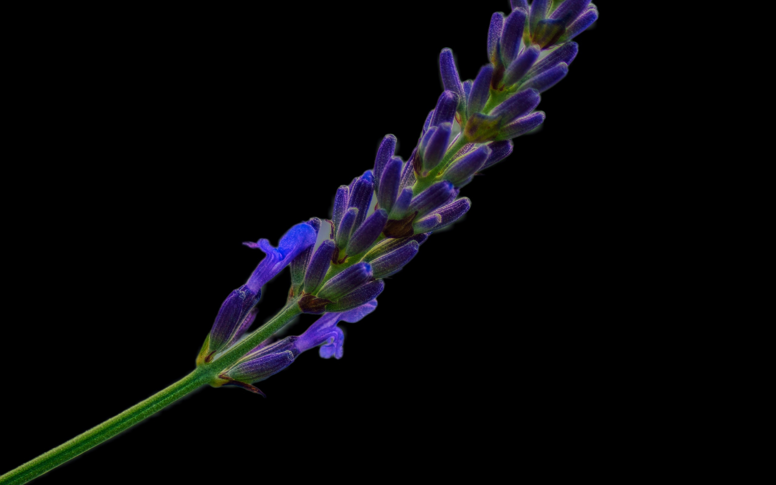 Ароматная ветка лаванды на черном фоне