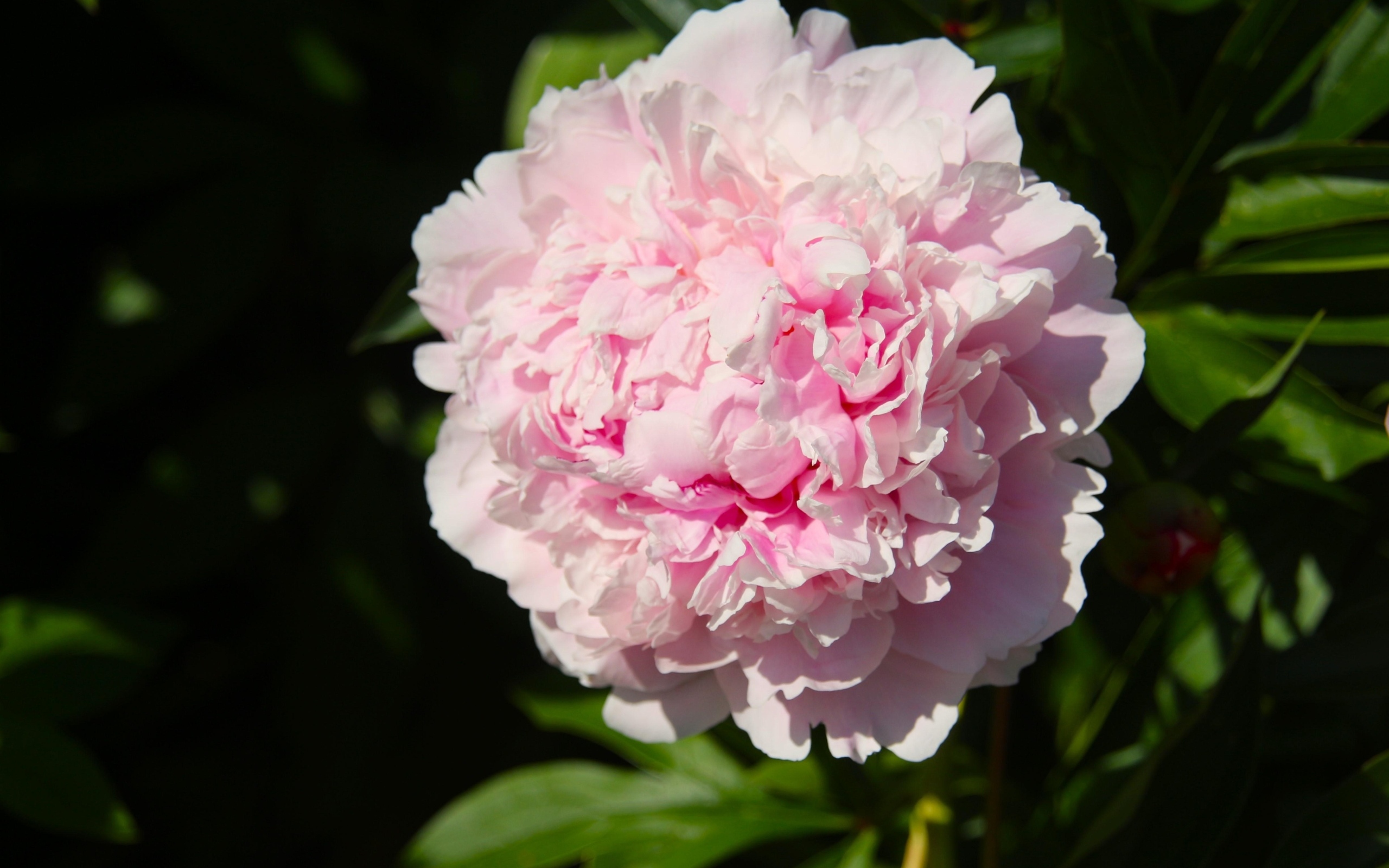 Ароматный розовый пион на клумбе в лучах солнца