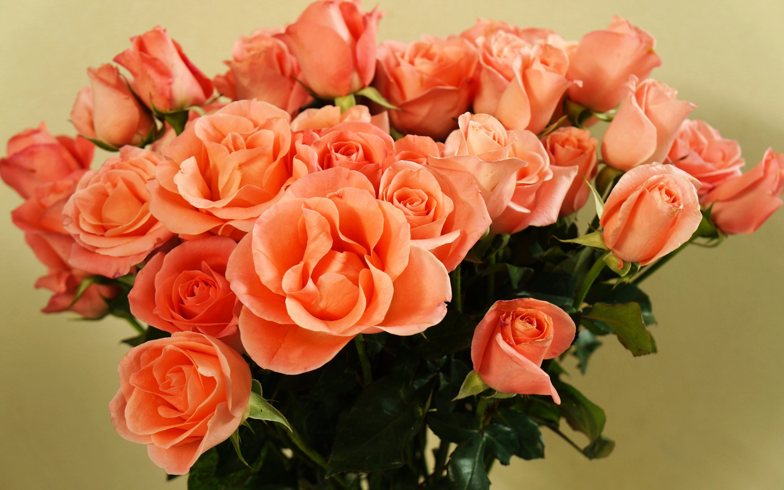 Огромный букет оранжевых роз крупным планом