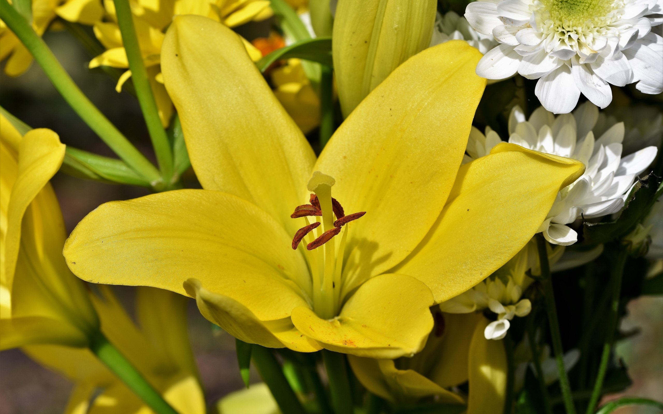 Крупные желтые лилии в букете с хризантемами