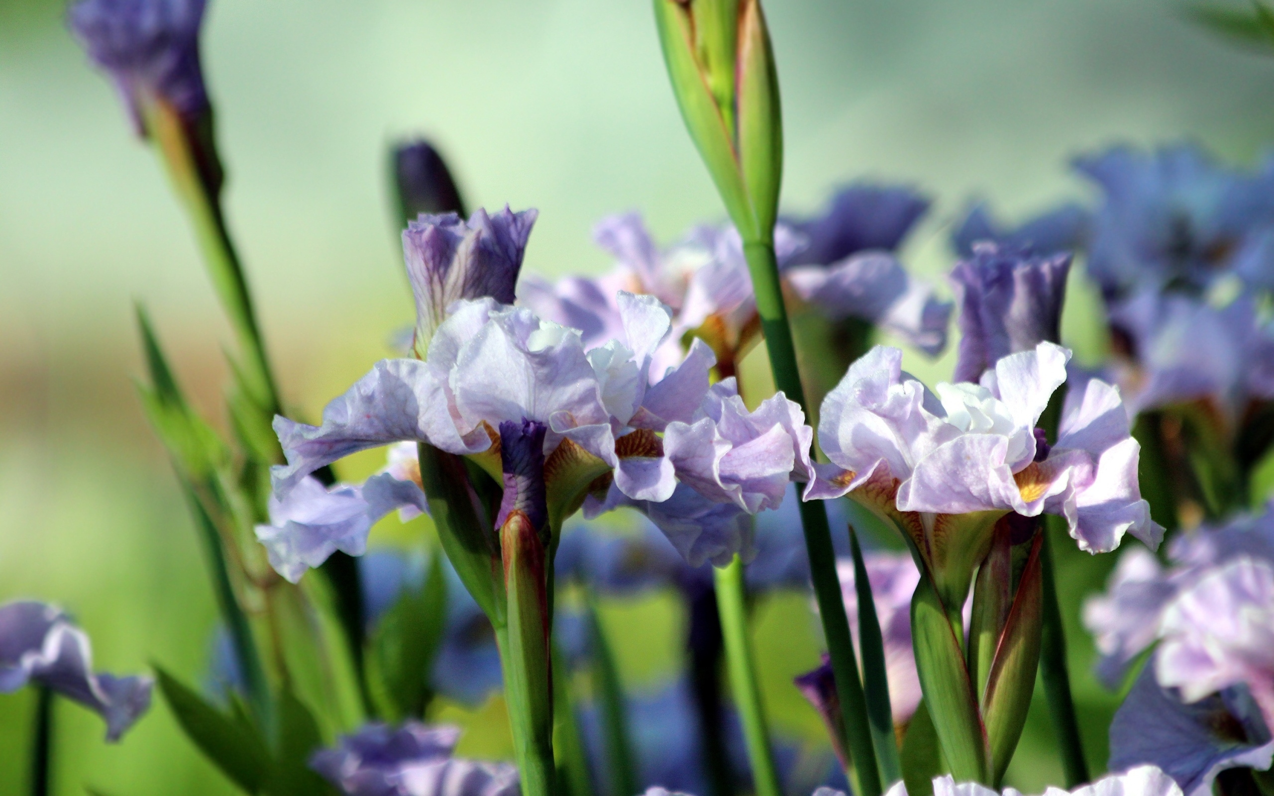 Много синих садовых цветов ириса