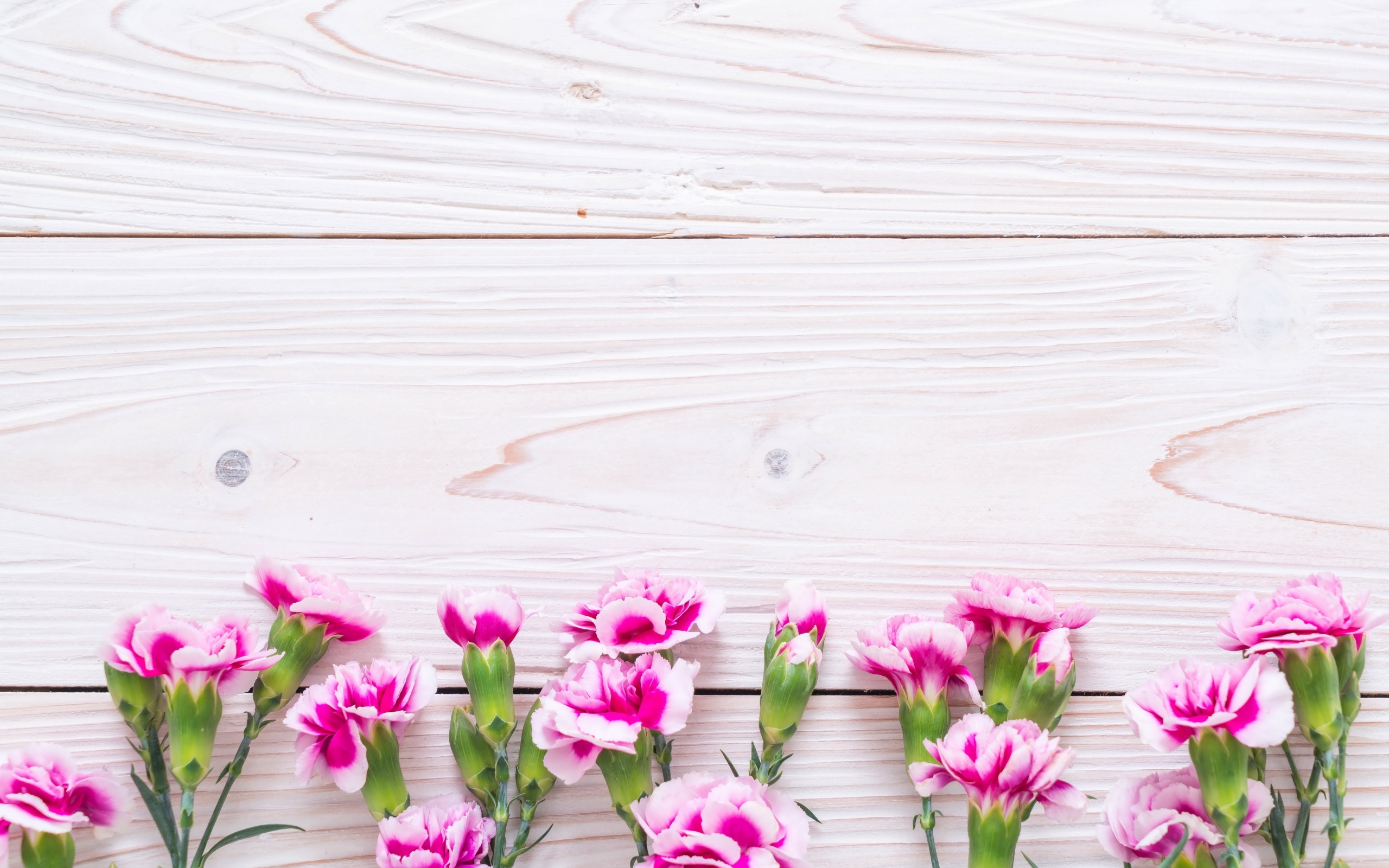 Много розовых цветов гвоздики на деревянном фоне