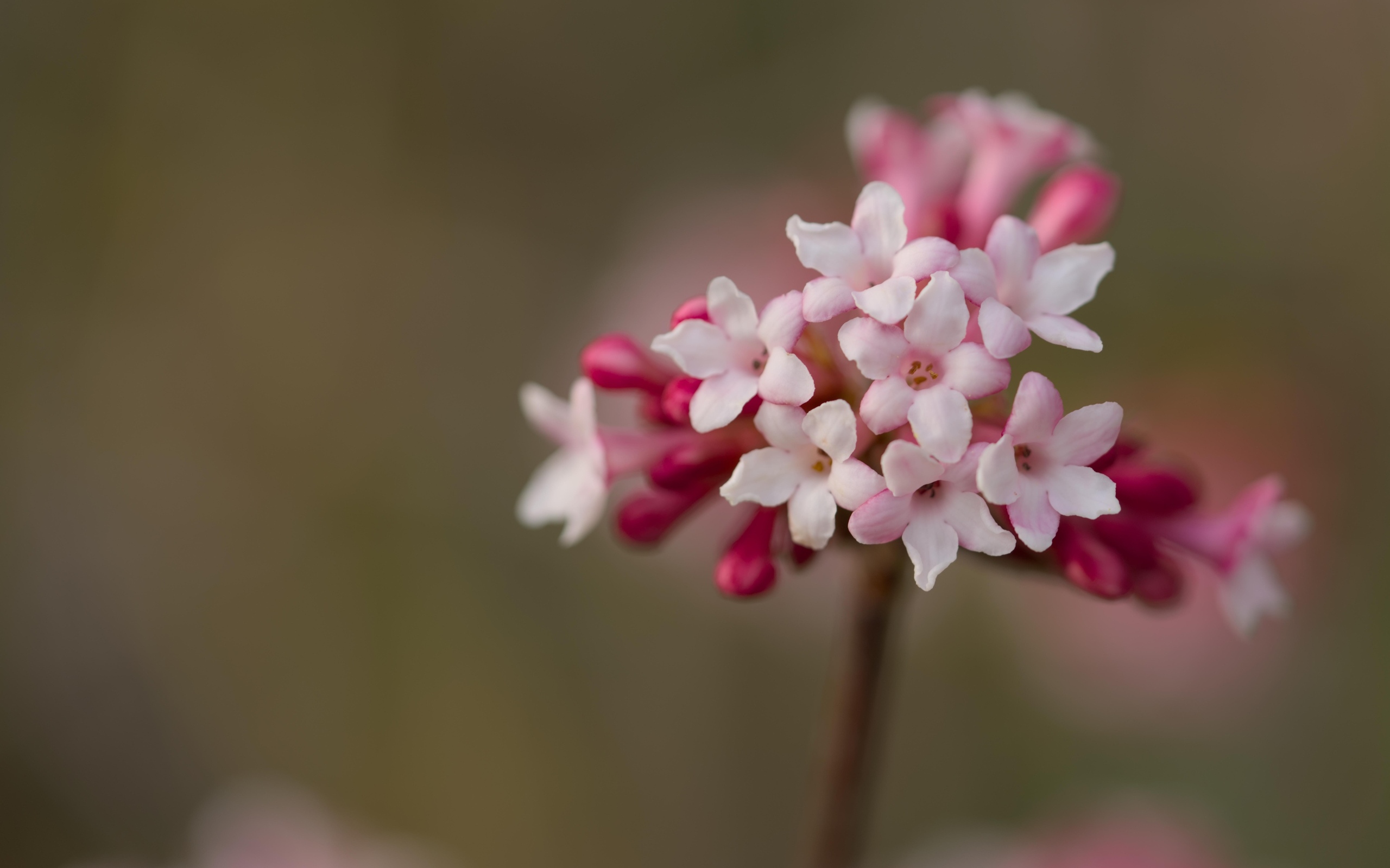 Розовые цветы калины Фаррера