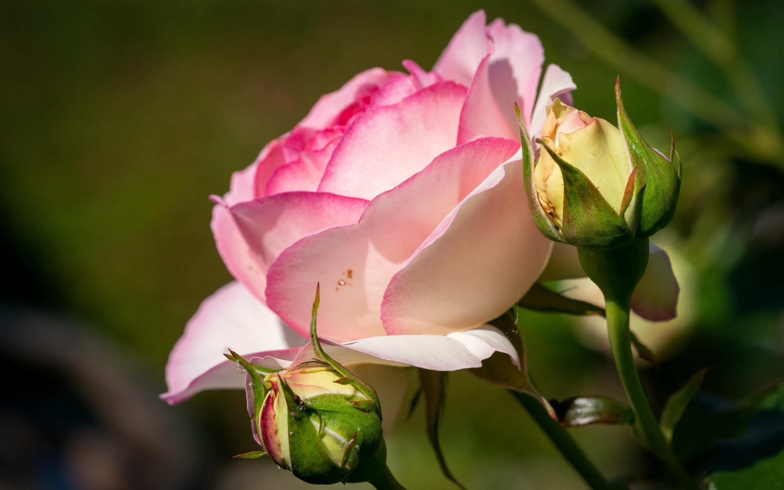 Розовая садовая роза с бутонами в лучах солнца