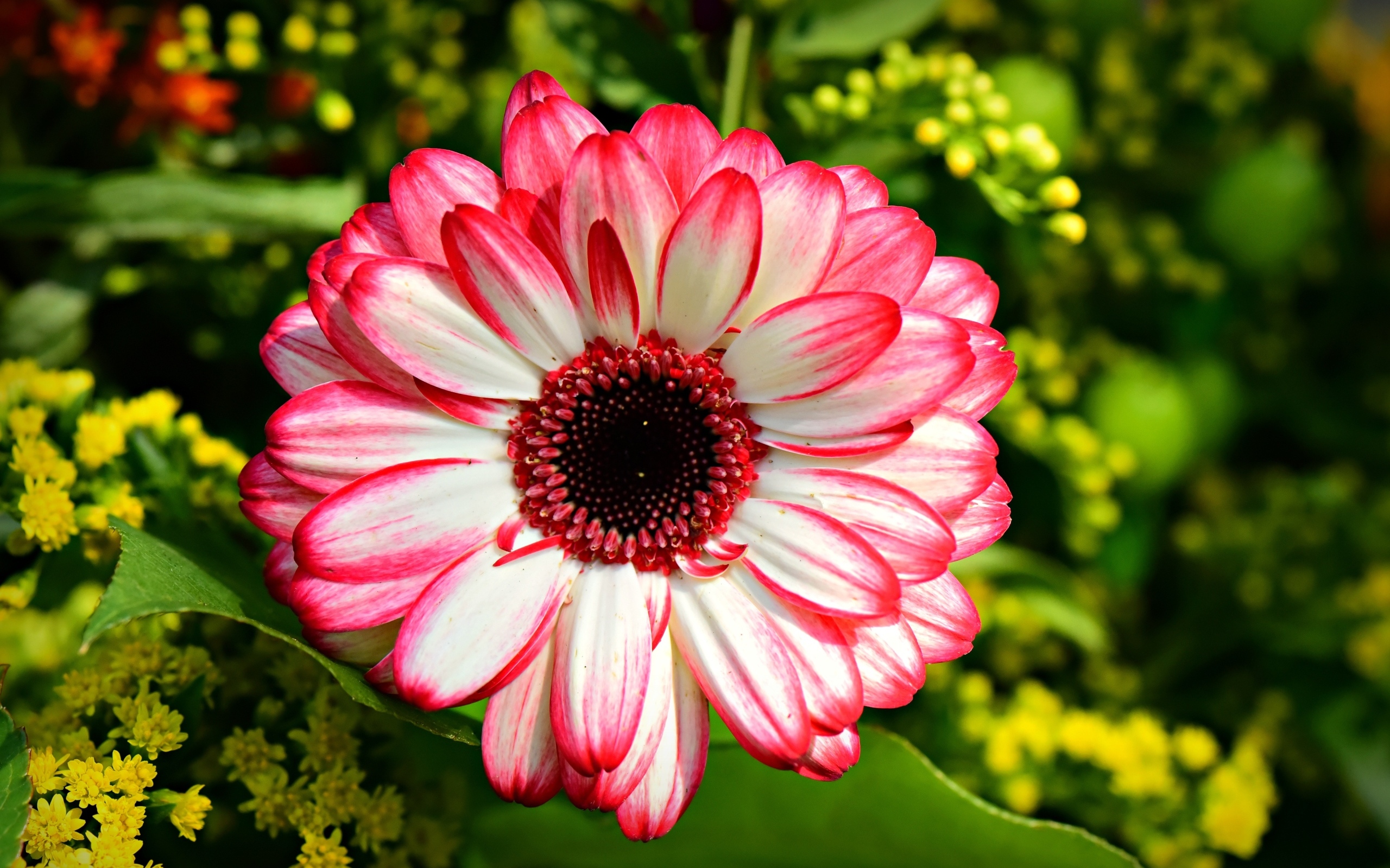 Розовая гербера крупным планом на клумбе