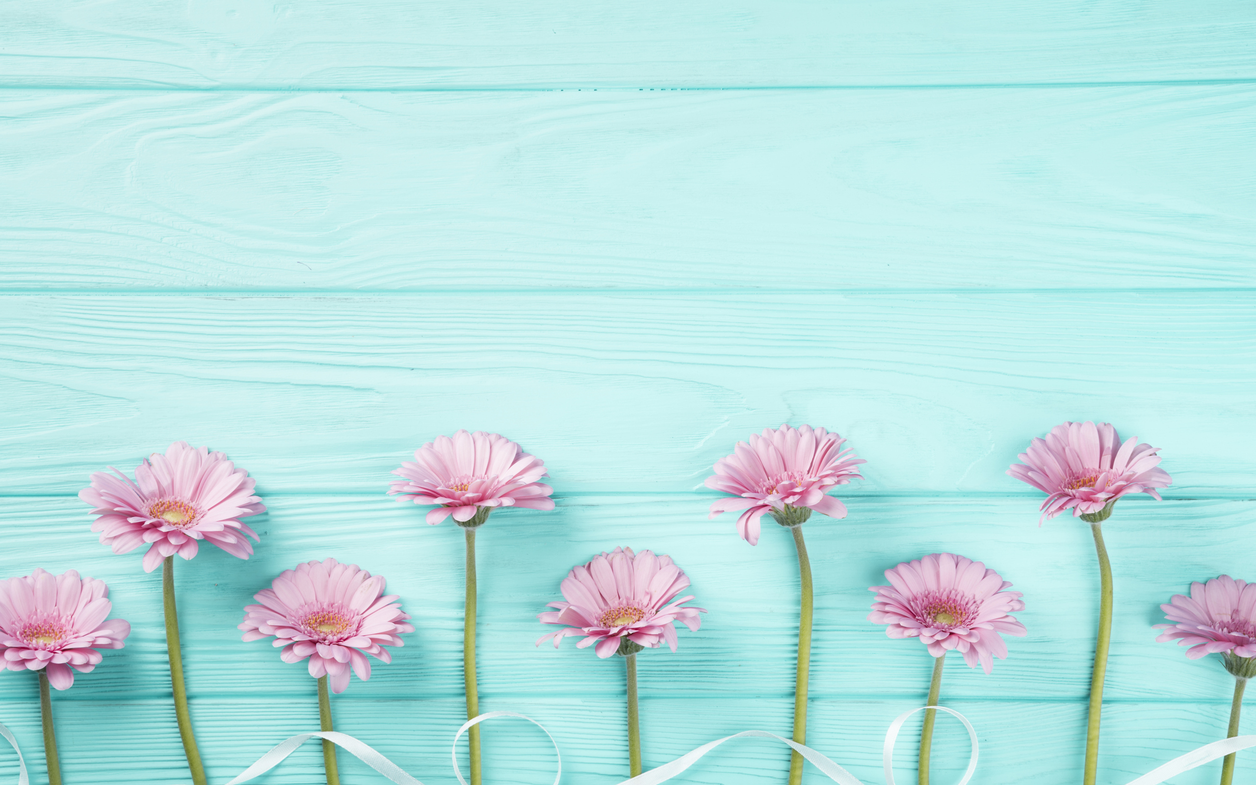 Розовые герберы с белой лентой на голубом столе