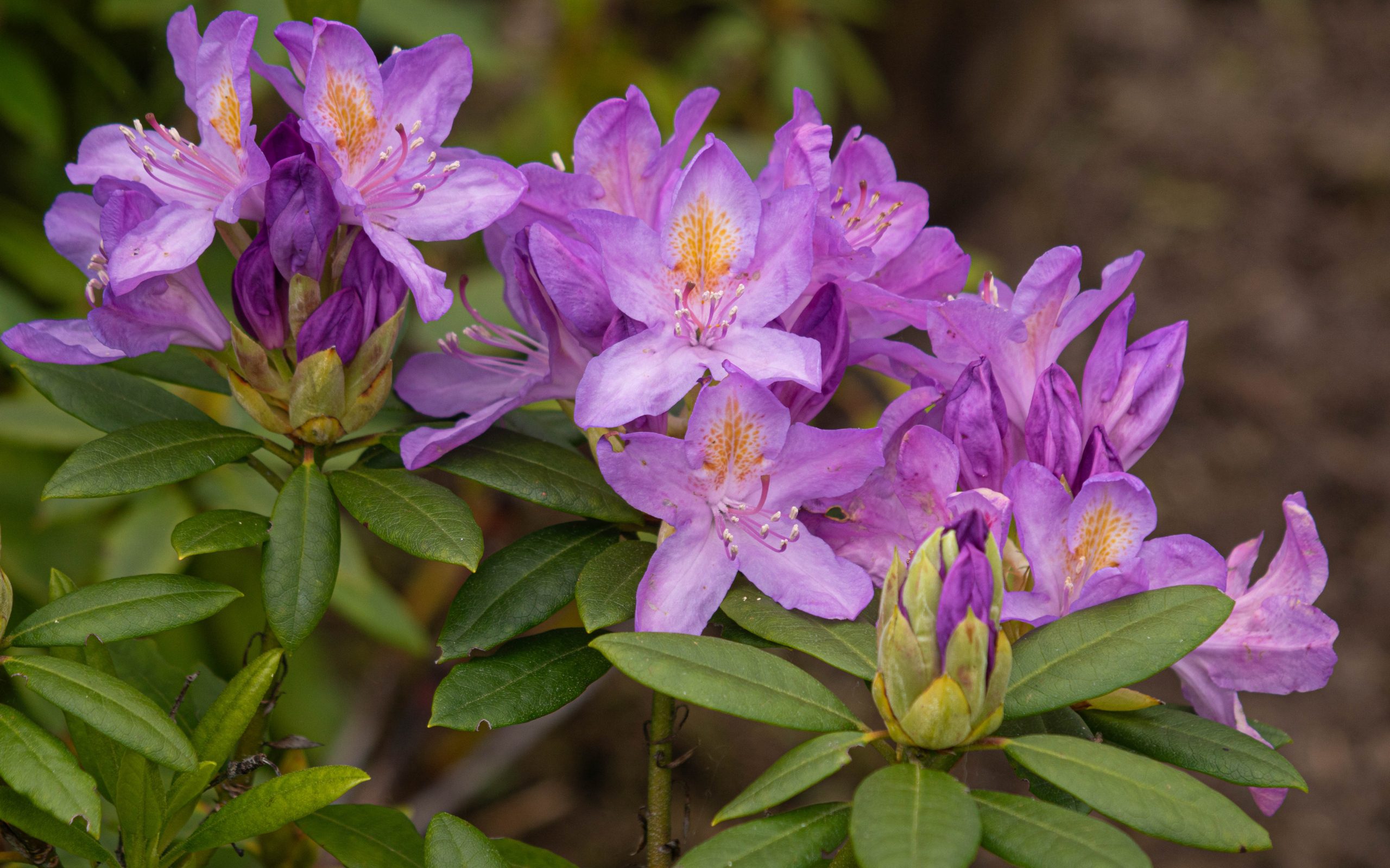Розовые комнатные цветы рододендрон