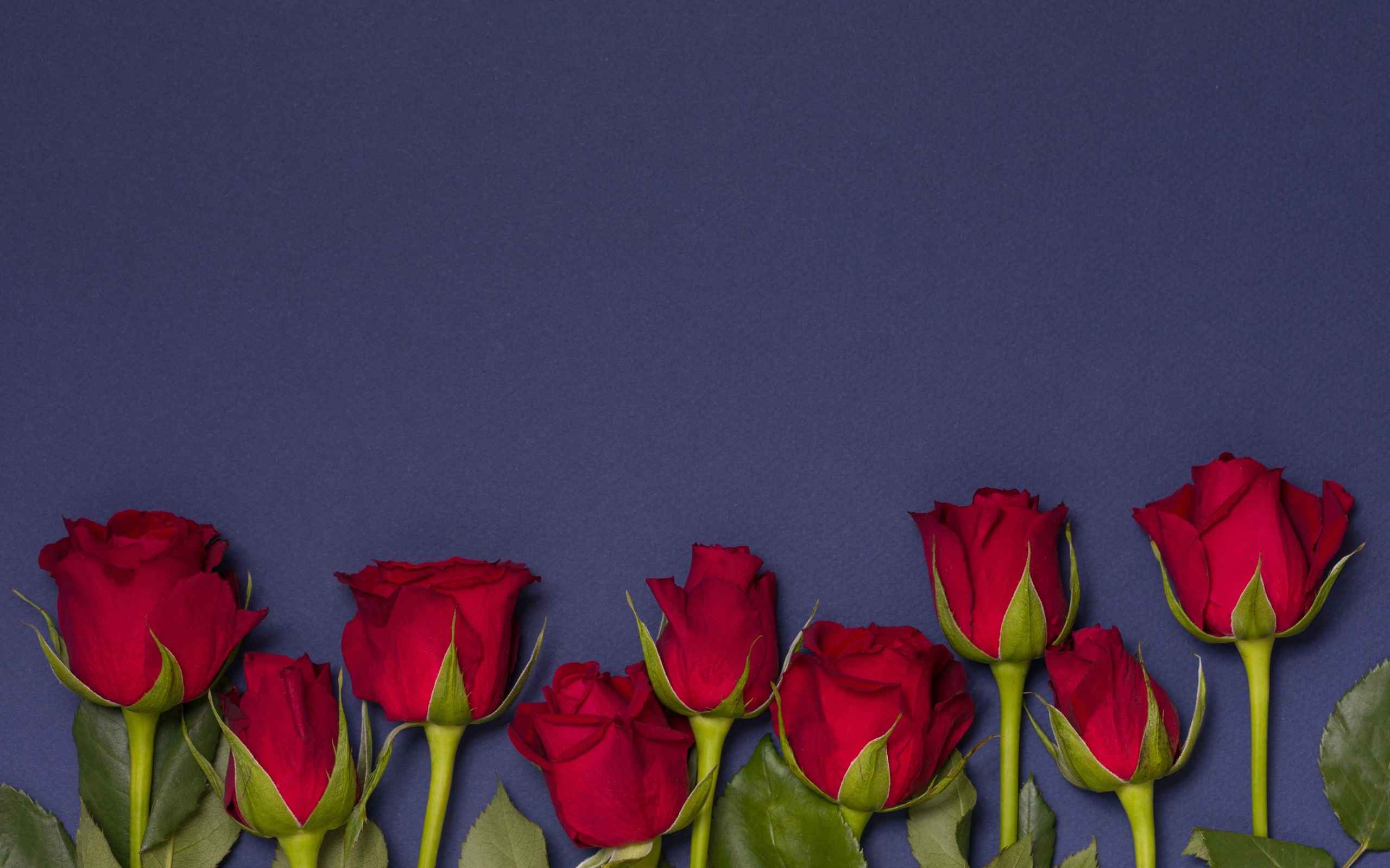 Красные английские розы на синем фоне