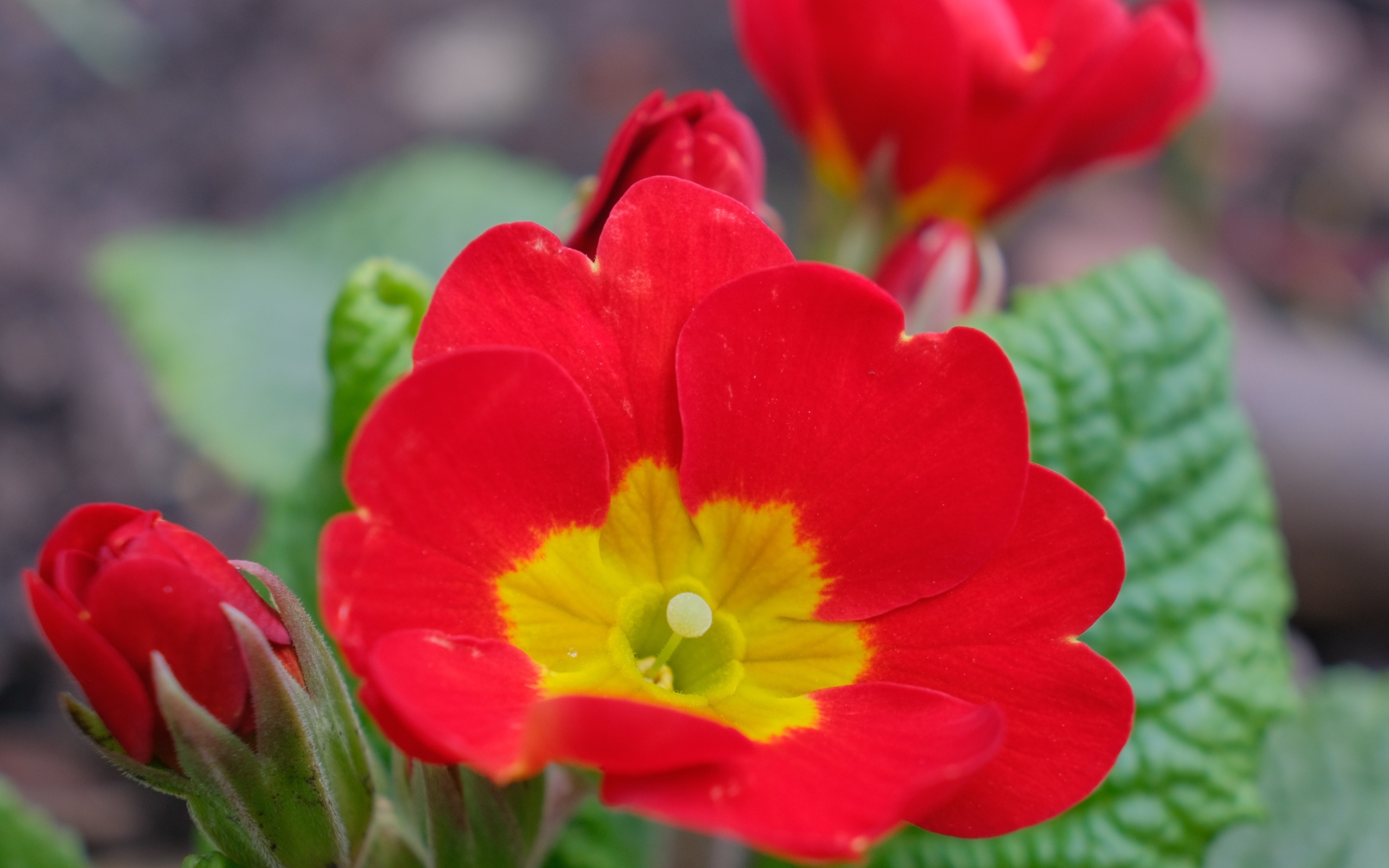 Красный комнатный цветок примула с бутонами