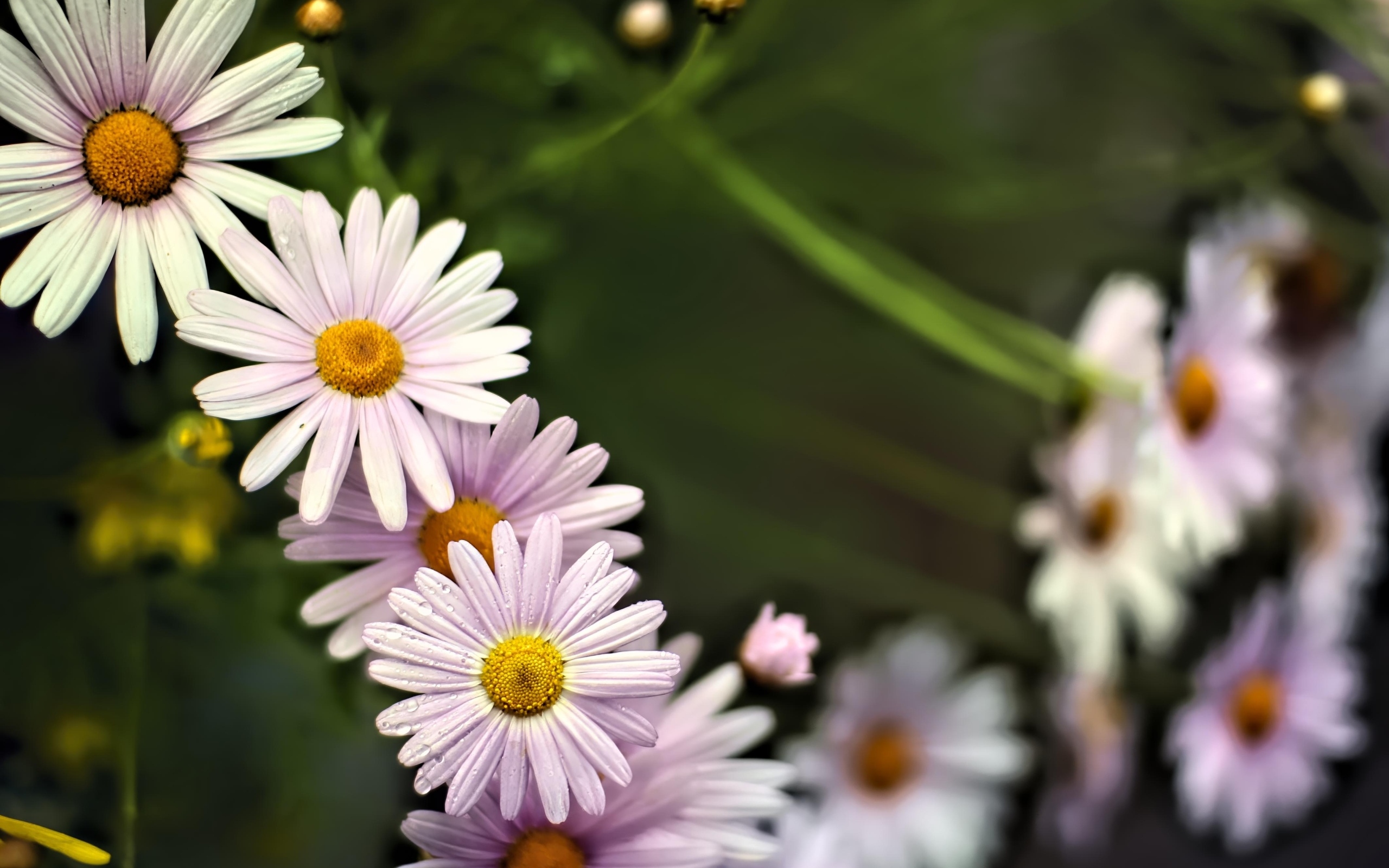 Маленькие белые ромашки для фона