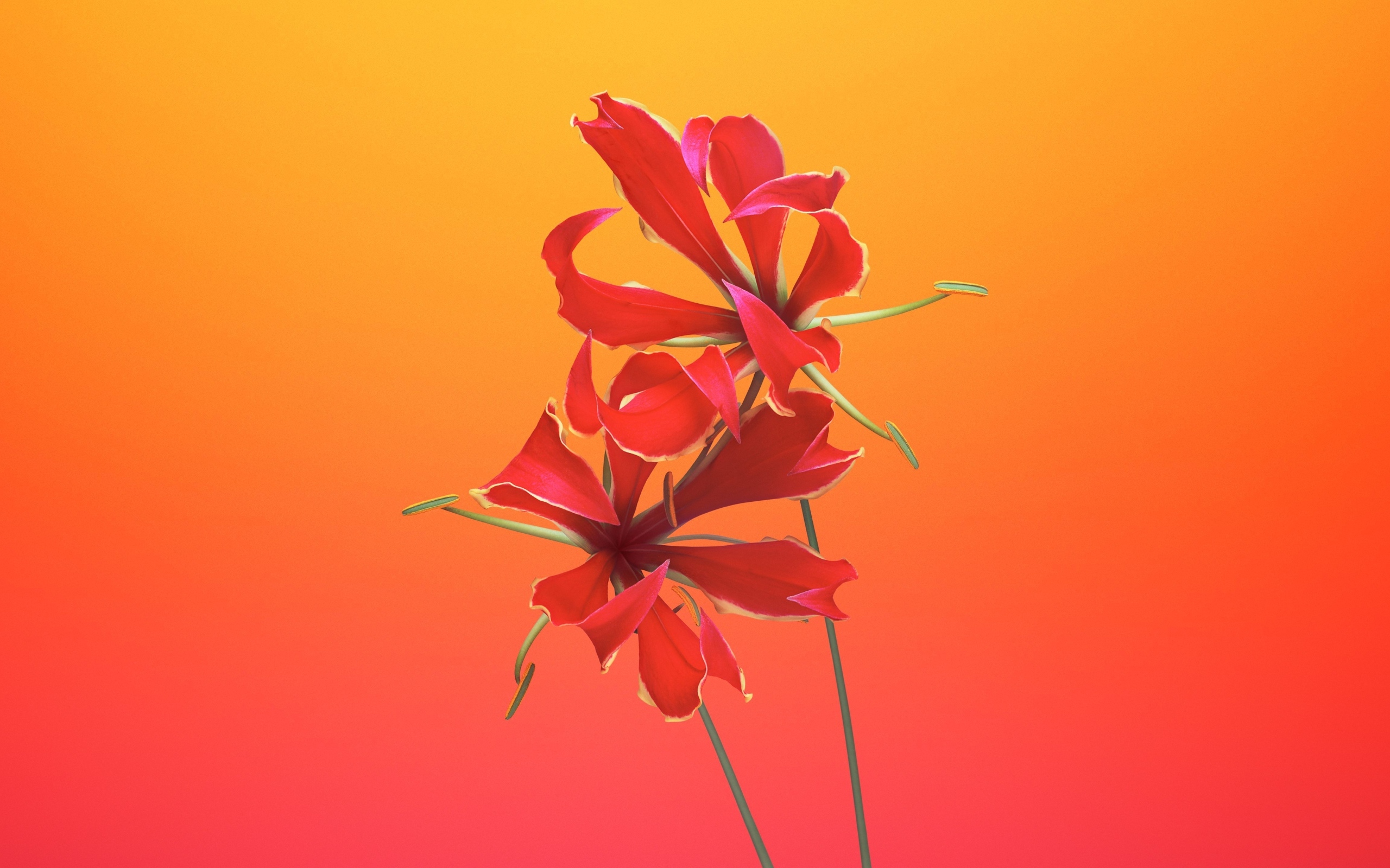 Необычные красные цветы лилии 