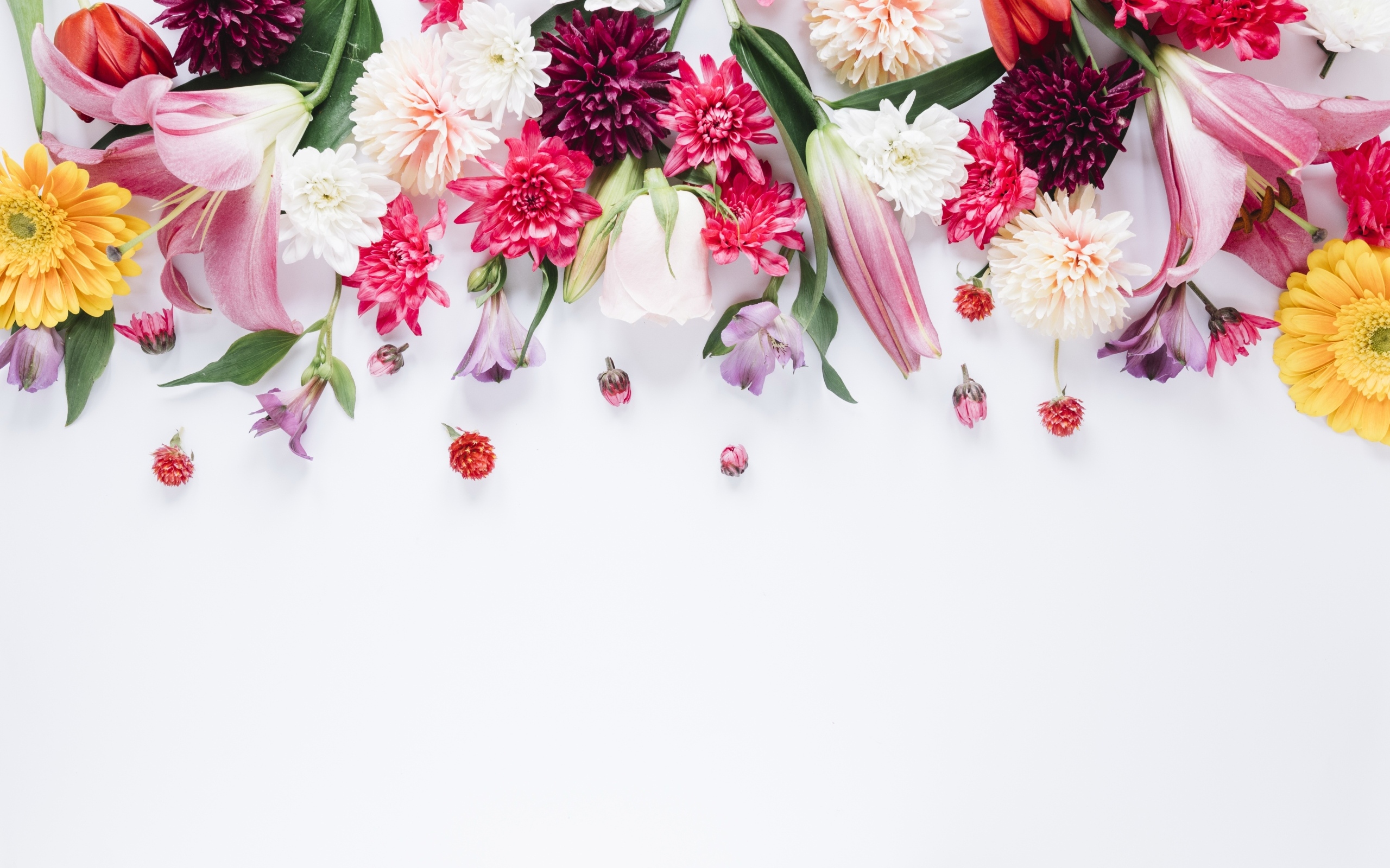 Белый фон со свежими разноцветными цветами