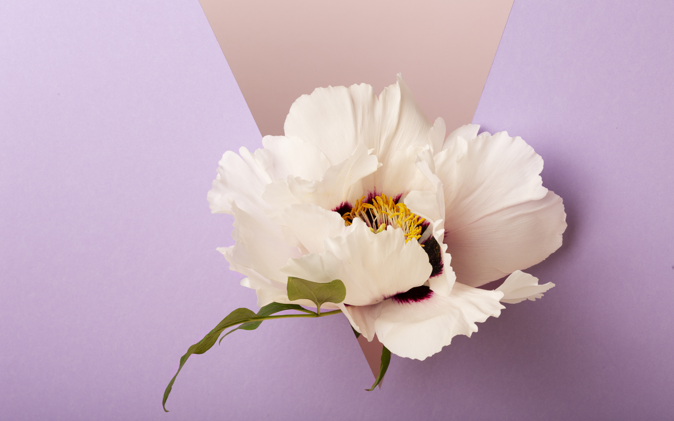 Белый цветок на фиолетовом фоне