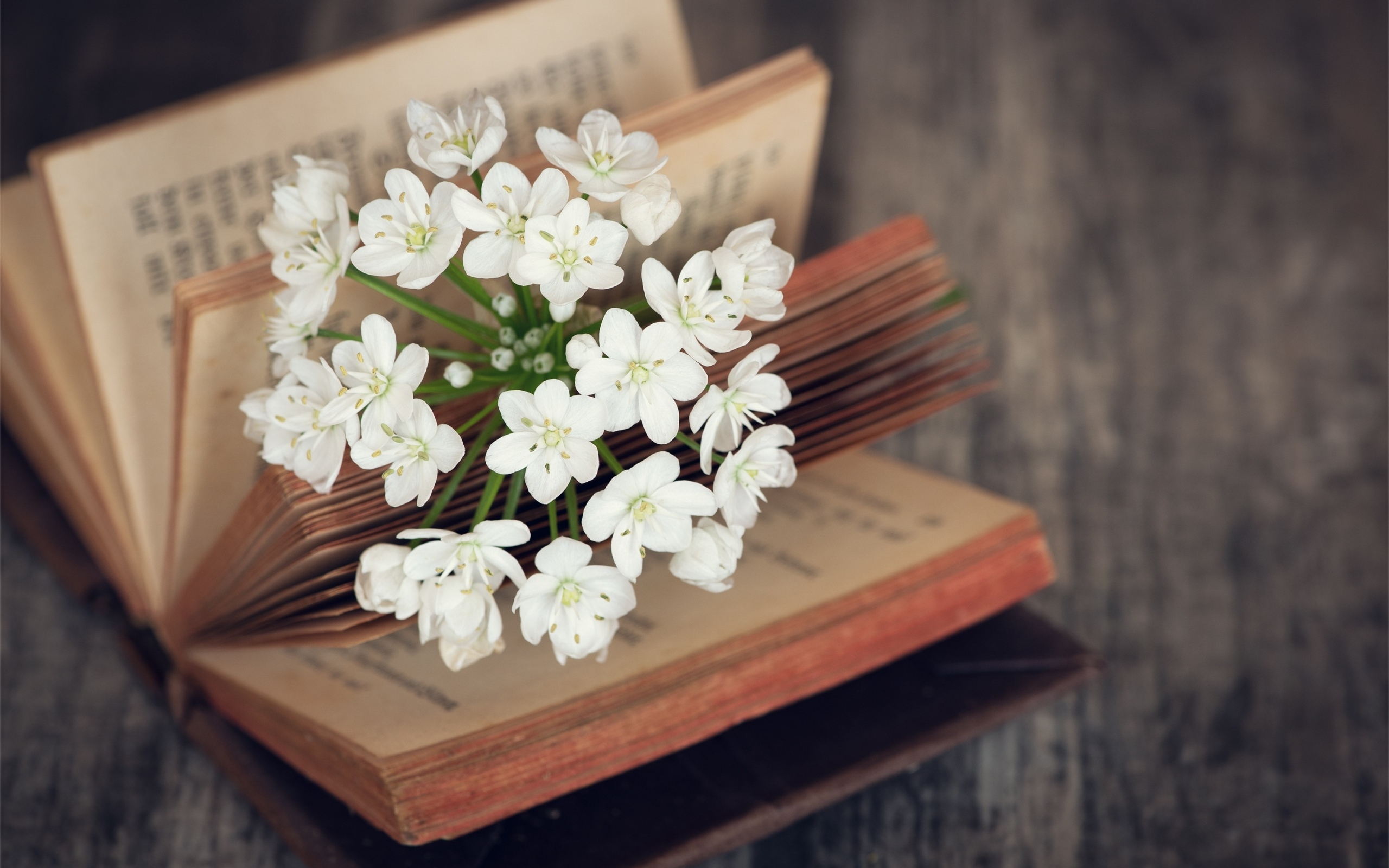 Белые цветы в открытой книге