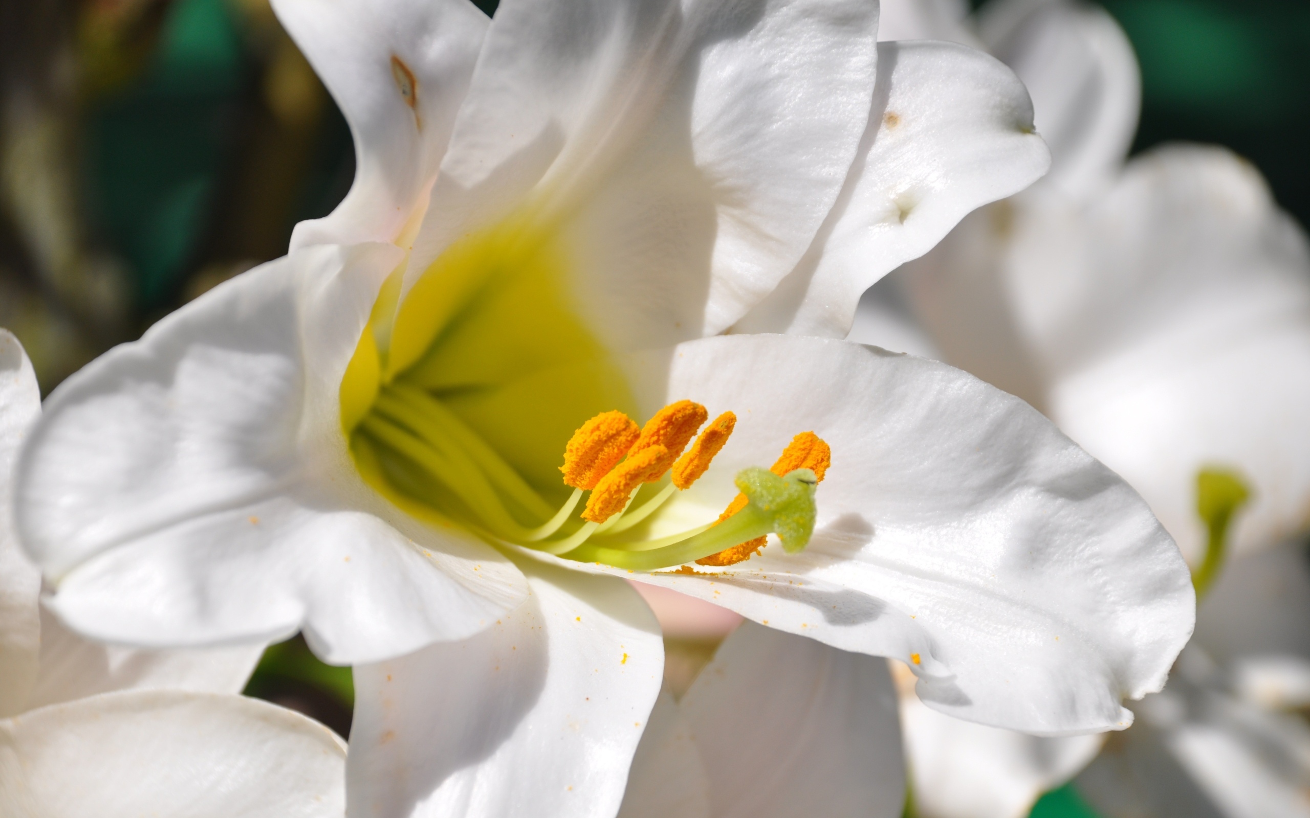 Белые лилии с желтой серединой