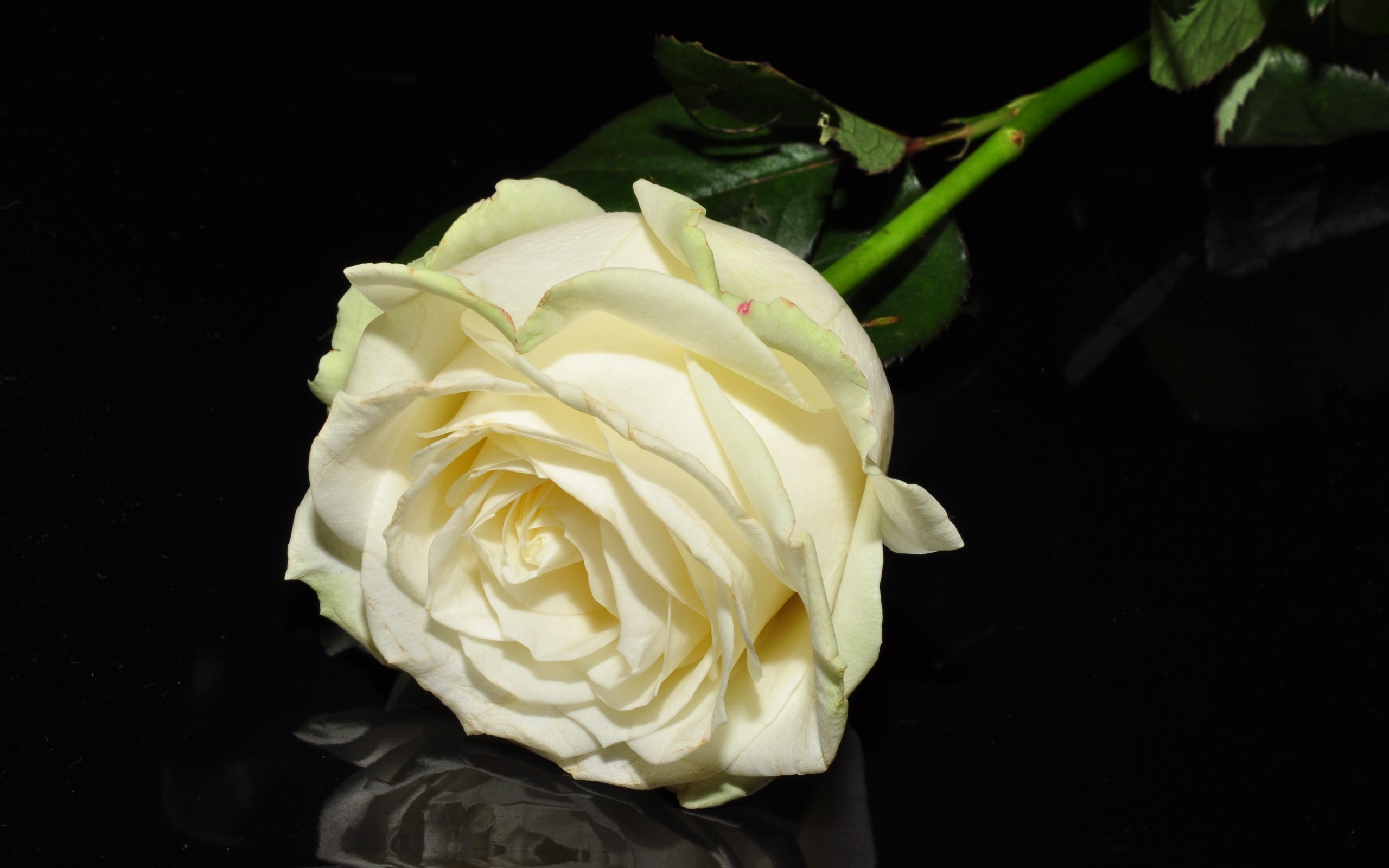 Белая роза отражается в черной поверхности 