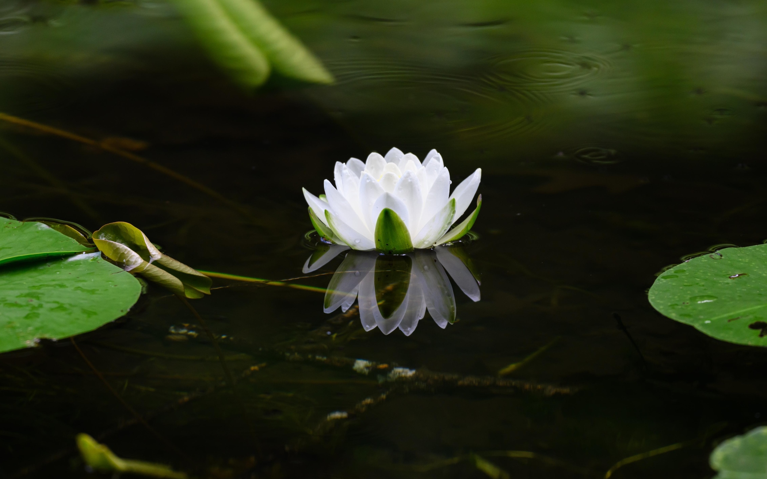 Белая водяная лилия в пруду