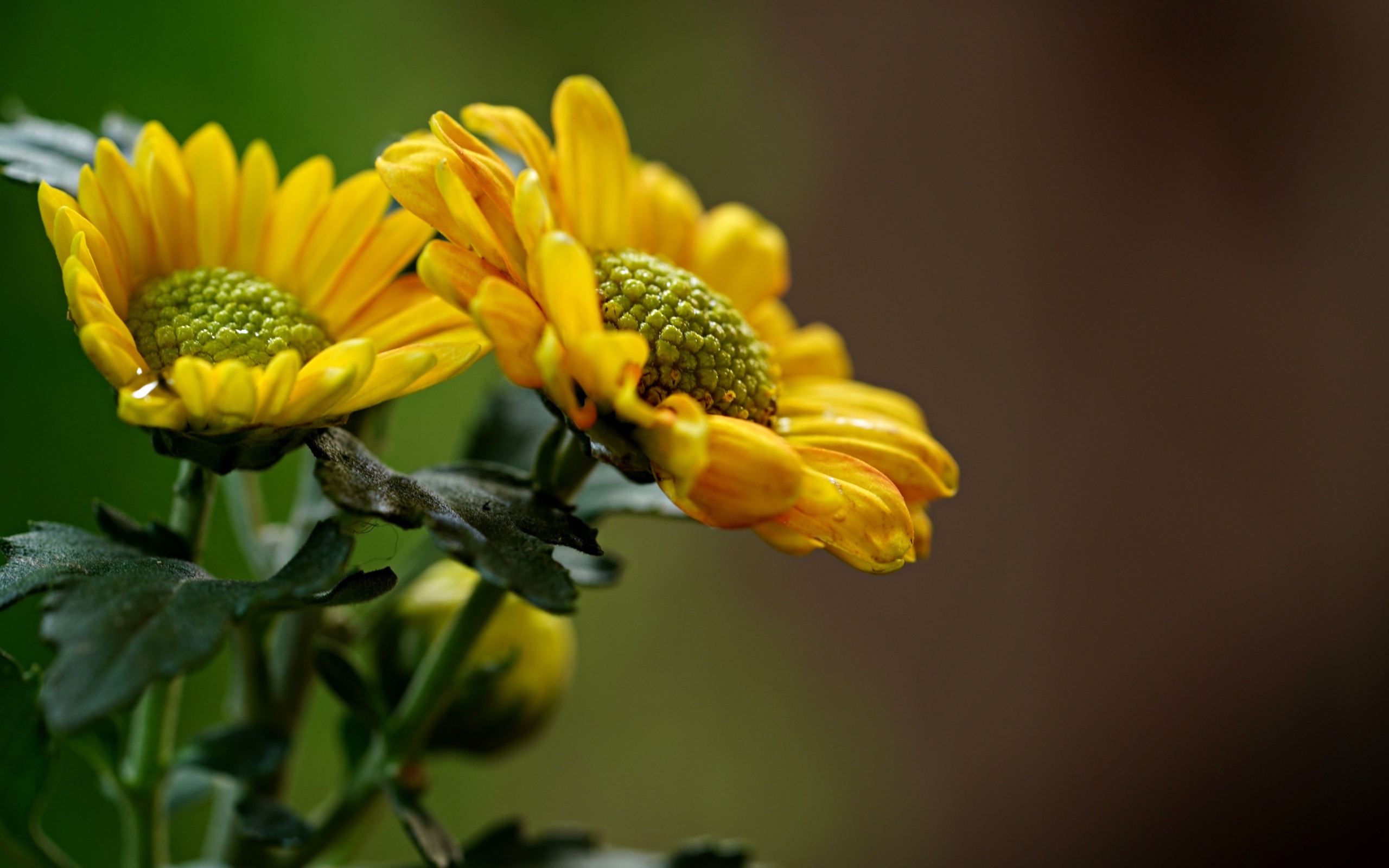 Желтые ромашковидные хризантемы с бутонами