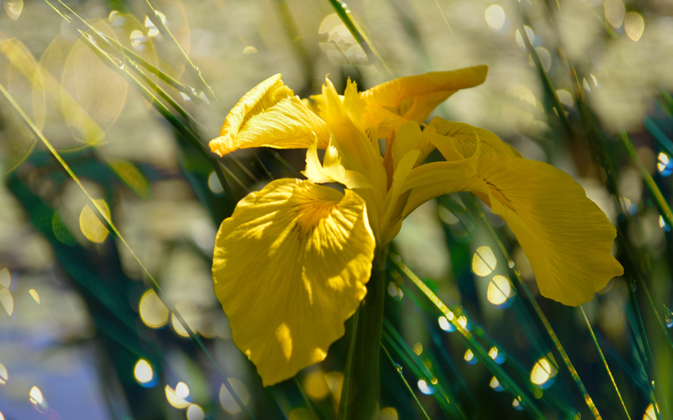 Желтый цветок ириса под дождем
