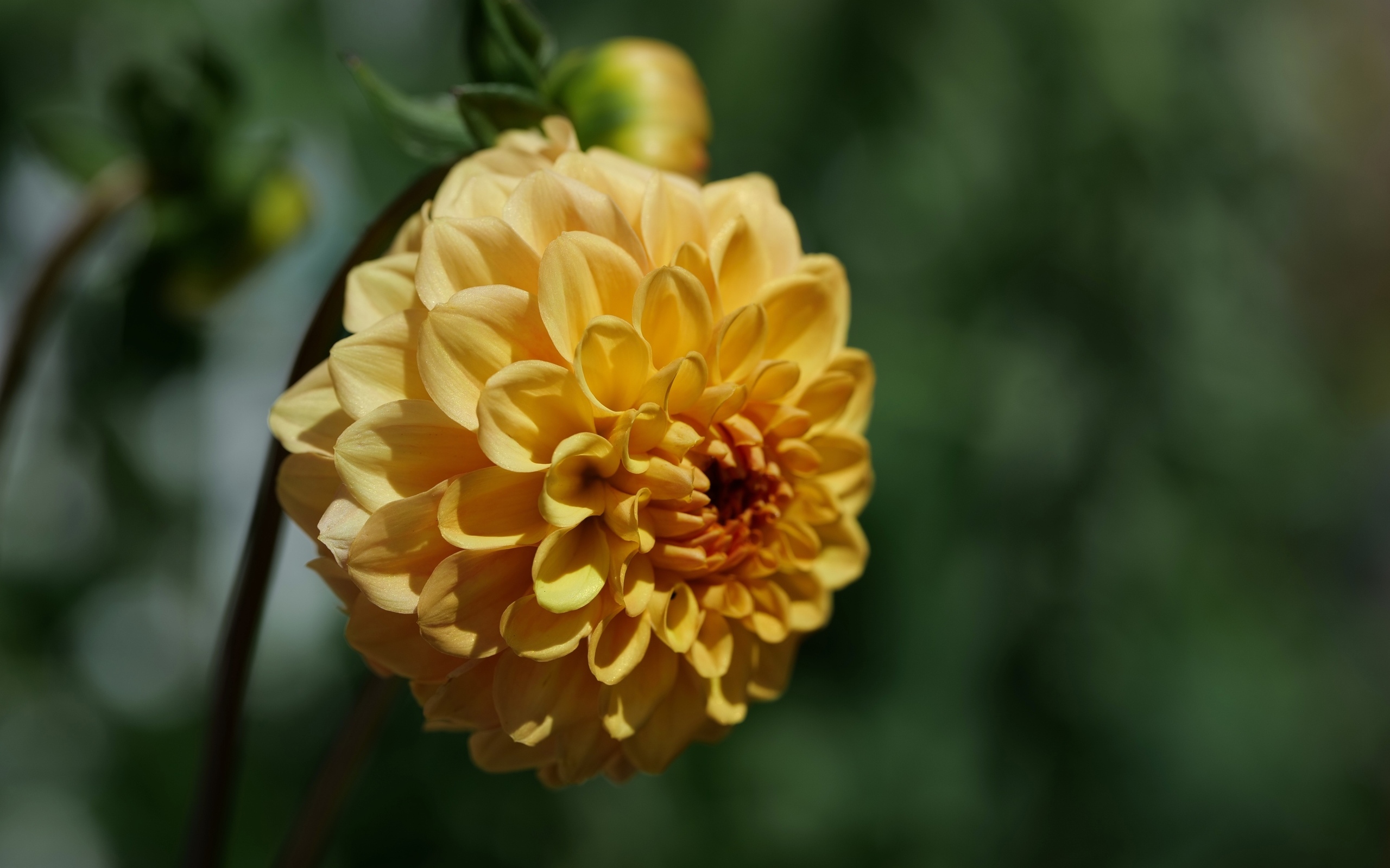 Желтый крупный цветок георгин вблизи