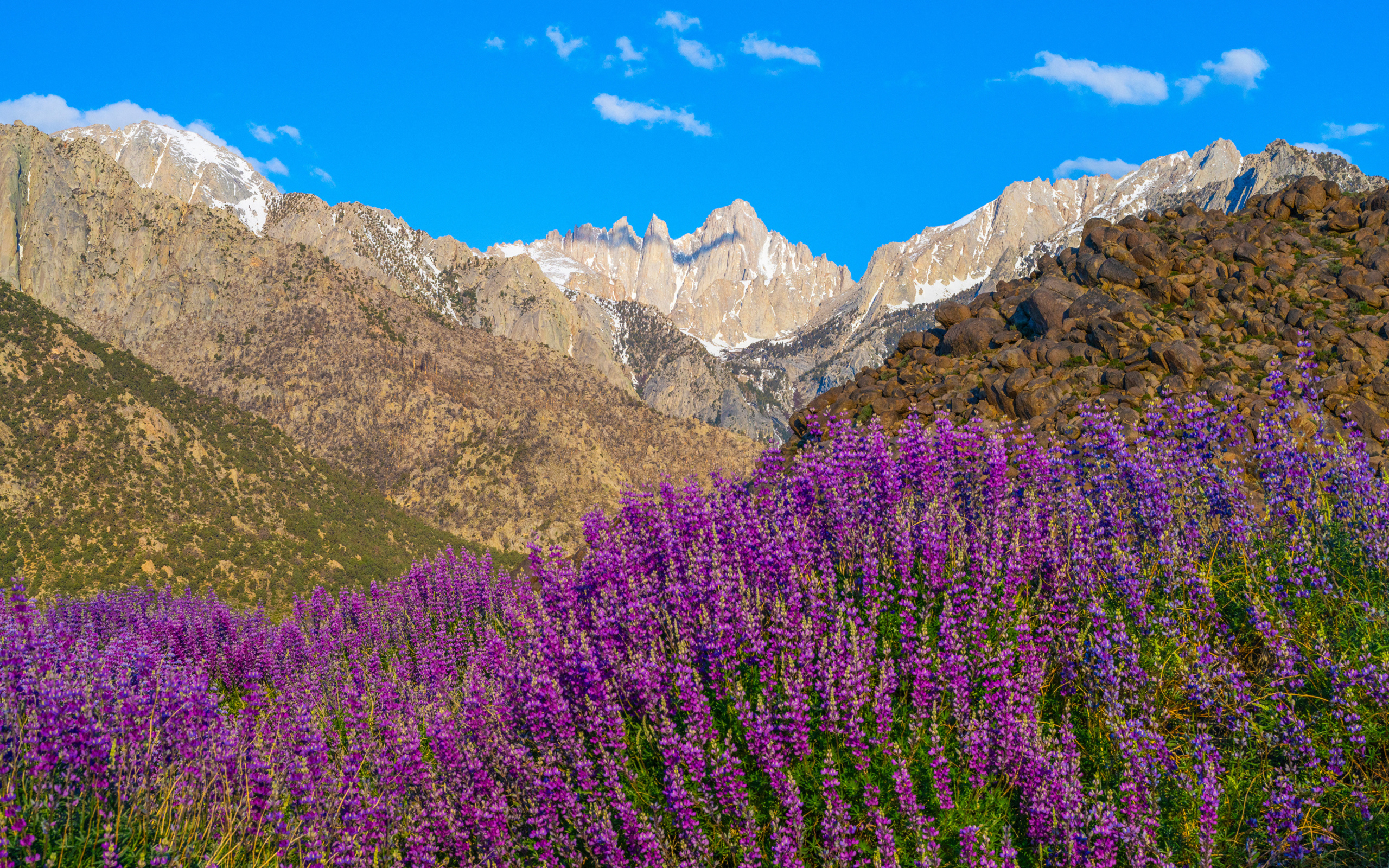 Люпины на фоне гор под голубым небом