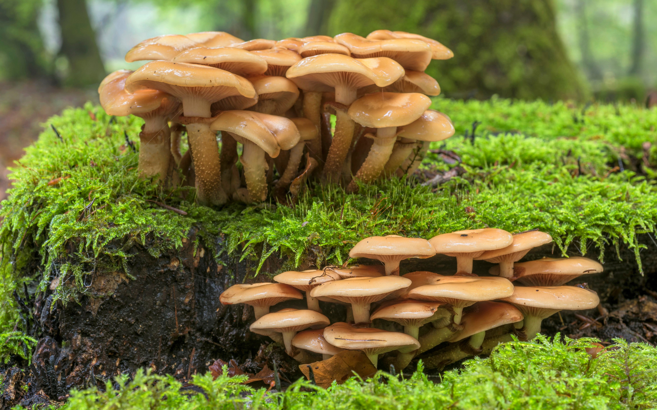 Много лесных грибов на покрытой зеленым мхом земле