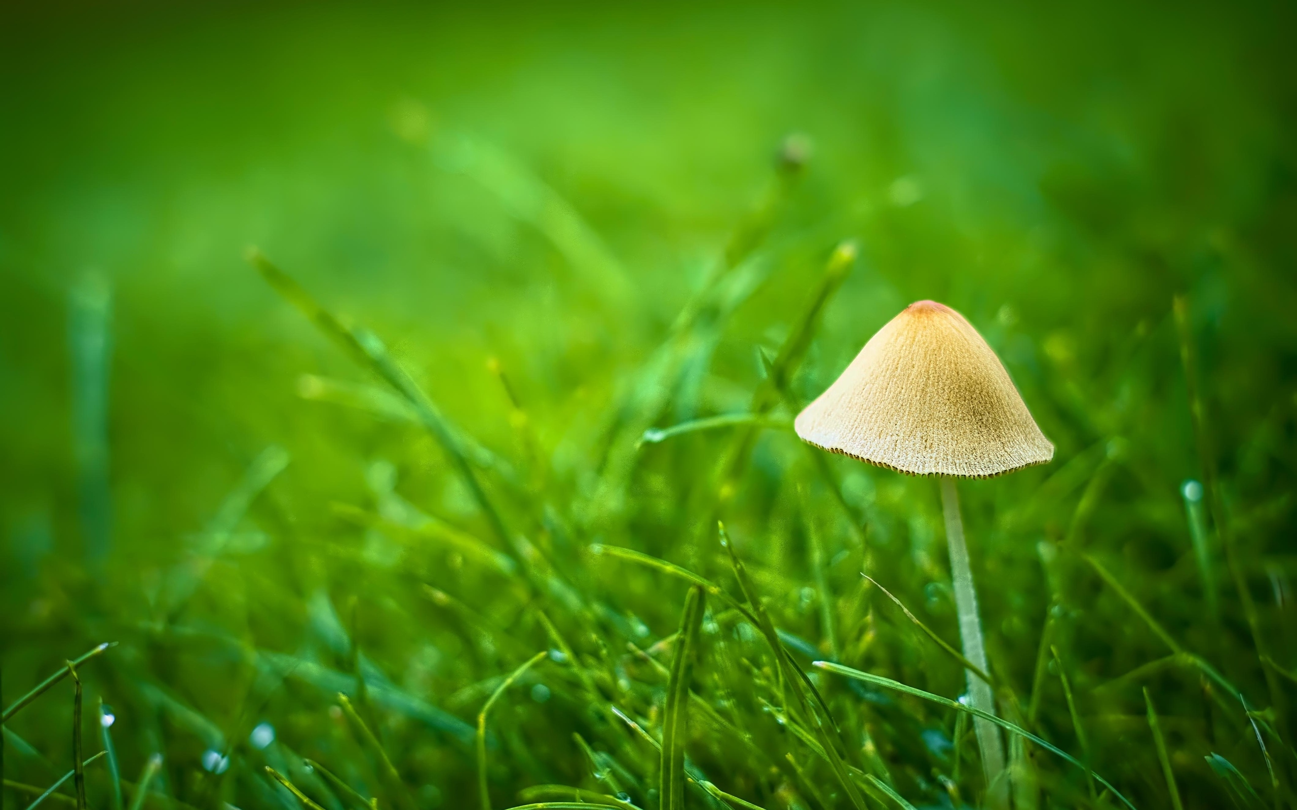 Гриб поганка в зеленой траве