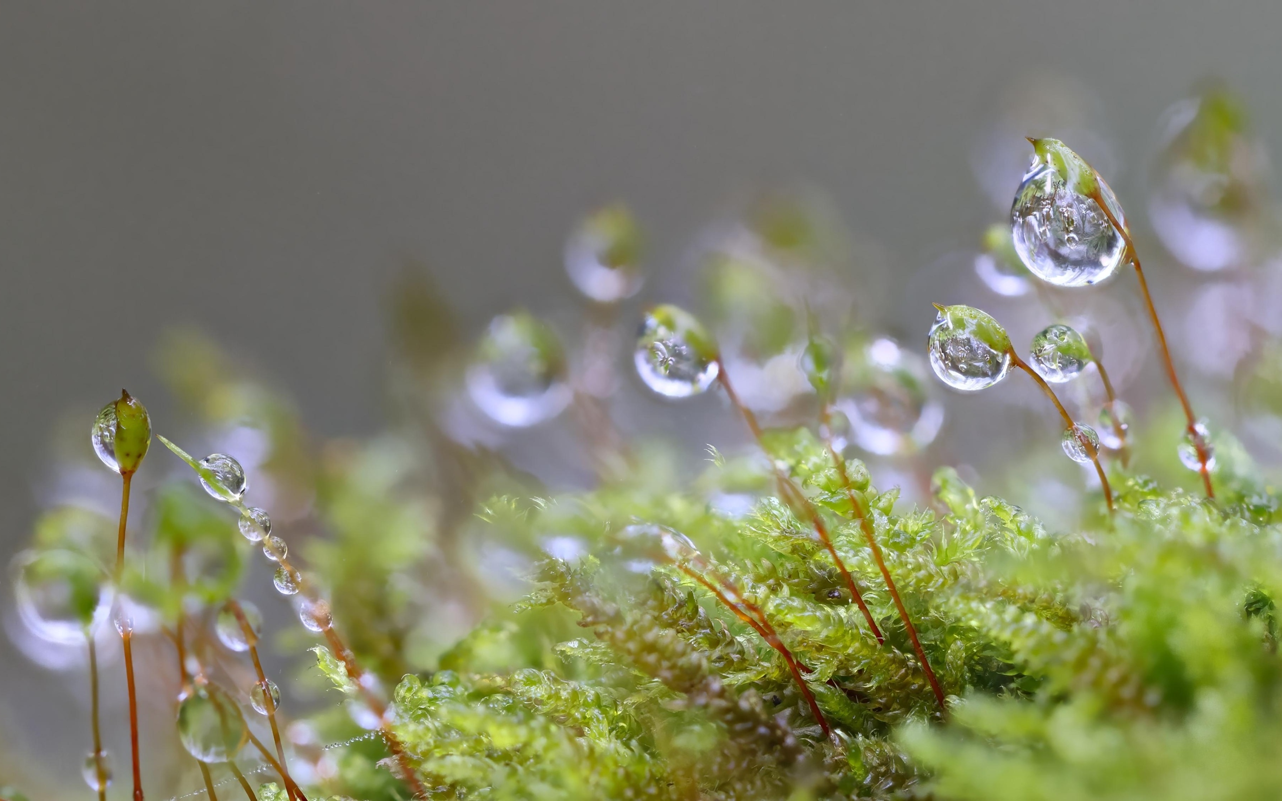 Мох в каплях росы крупным планом