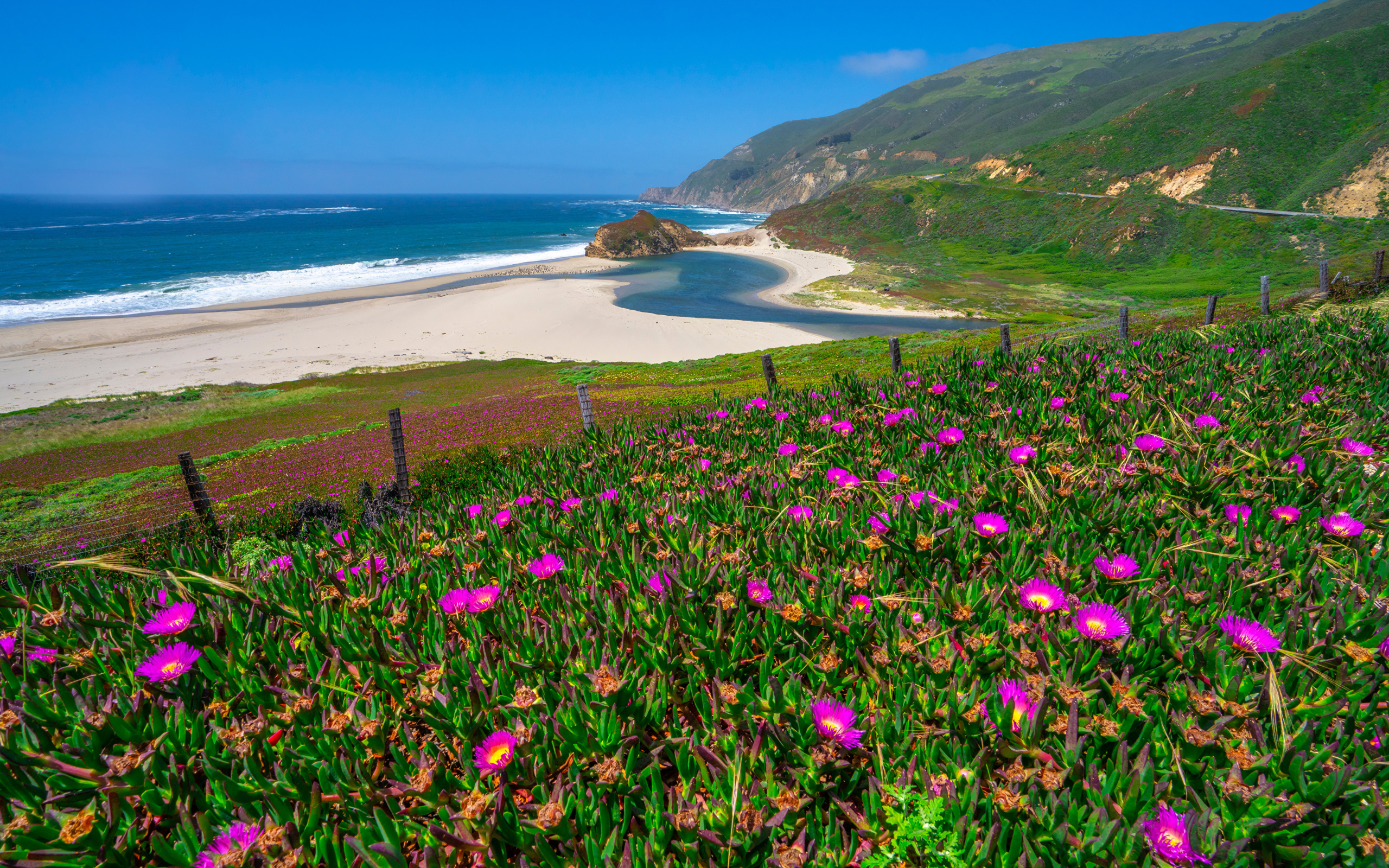 Розовые цветы на холме у океана 