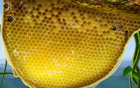 Пчелы и соты