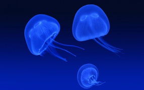 Neon jellyfishes