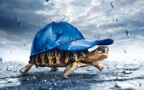 Turtle in the rain