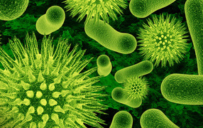 Одноклеточные