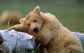 Медведь около ствола