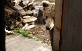 Bear at the door