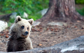 Bear cub in the wood