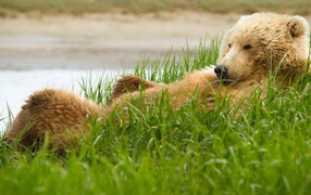 Bear in the grass