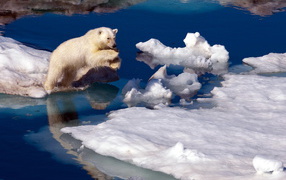 Bear on an ice floe