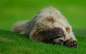 Bear on the grass