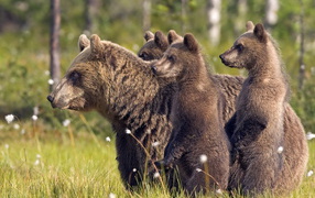 Медвежата и медведица