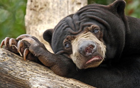 Угрюмый медведь