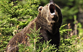 рычащий Бурый медведь