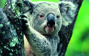 Коала на ветке