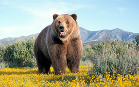 Одиночка-медведь