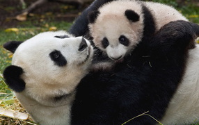 Panda and Baby
