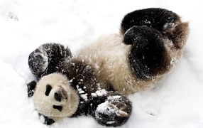 Panda in the snow